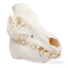 Cranio di maiale domestico (Sus scrofa domesticus), femmina, preparato, 1021000 [T300161f], Animali da fattoria