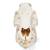 Cráneo de cerdo domêstico (Sus scrofa domesticus), macho, preparado, 1021001 [T300161m], Ganado (Small)