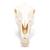Cráneo de caballo (Equus ferus caballus), preparado, 1021006 [T300171], Ganado (Small)