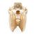 Horse Skull (Equus ferus caballus), Specimen, 1021006 [T300171], Farm Animals (Small)