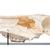 马颅骨剖面模型(家马), 标本, 1021008 [T300172], 农场动物 (Small)