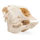 Domestic Sheep Skull (Ovis aries), Female, Specimen, 1021028 [T300181f], 농장 동물