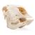 Cráneo de oveja domêstica (Ovis aries), hembra, preparado, 1021028 [T300181f], Artiodáctilos (Artiodactyla) (Small)