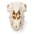 Cráneo de oveja domêstica (Ovis aries), hembra, preparado, 1021028 [T300181f], Artiodáctilos (Artiodactyla) (Small)
