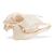 Crânio de ovelha domêstica (Ovis aries), feminino, preparado, 1021028 [T300181f], Artiodáctilos (Artiodactyla) (Small)