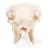 Crâne de mouton (Ovis aries), femelle, modèle prêparê, 1021028 [T300181f], Bétail (Small)