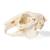 Rabbit Skull (Oryctolagus cuniculus var. domestica), Specimen, 1020987 [T300191], Rodents (Rodentia) (Small)