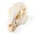 Cráneo de conejo (Oryctolagus cuniculus var. Domestica), preparado, 1020987 [T300191], Roedores (Rodentia) (Small)