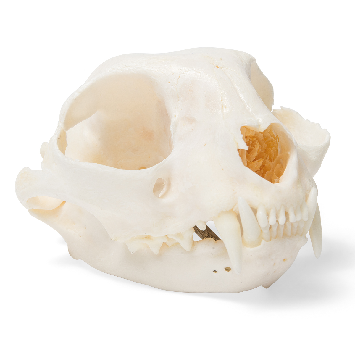 кошачий череп