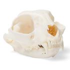 Cat Skull (Felis catus), Specimen, 1020972 [T300201], Predators (Carnivora)
