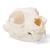 Crâne de chat (Felis catus), modèle prêparê, 1020972 [T300201], Carnassiers (Carnivora) (Small)
