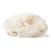 Cráneo de gato (Felis catus), preparado, 1020972 [T300201], Depredadores (Carnivora) (Small)