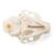 Cat Skull (Felis catus), Specimen, 1020972 [T300201], Stomatology (Small)