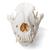 Cráneo de perro (Canis lupus familiaris), tamaño L, preparado, 1020995 [T30021L], Estomatología (Small)