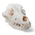Cráneo de perro (Canis lupus familiaris), tamaño M, preparado, 1020994 [T30021M], Depredadores (Carnivora)
