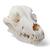 Cráneo de perro (Canis lupus familiaris), tamaño M, preparado, 1020994 [T30021M], Mascotas (Small)