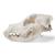 Cráneo de perro (Canis lupus familiaris), tamaño M, preparado, 1020994 [T30021M], Estomatología (Small)