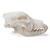 Cranio di cane (Canis lupus familiaris), taglia M, preparato, 1020994 [T30021M], Animali (Small)
