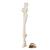 Horse Foot and Hoof (Equus ferus caballus), Specimen, 1021051 [T300231], Osteology (Small)