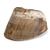 Pata y casco de caballo (Equus ferus caballus), preparados, 1021051 [T300231], Osteología (Small)