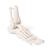 Emlős lábsor fatalpon - hátsó lábakkal, 1021042 [T300241], Összehasonlító anatómia (Small)