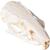 Cranio di ratto (Rattus rattus), preparato, 1021038 [T300271], Roditori (Rodentia) (Small)
