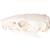 Cráneo de rata (Rattus rattus), preparado, 1021038 [T300271], Roedores (Rodentia) (Small)