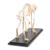 Cat Skeleton, rigidly mounted, 1020969 [T300281], Evcil (Small)