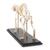 Cat Skeleton, rigidly mounted, 1020969 [T300281], Evcil (Small)