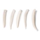 Tipos de dentes de diferentes mamíferos (Mammalia), 1021044 [T300291], Anatomia Comparativa