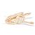 鲶鱼头，标本(Silurus glanis), 1020965 [T30030], 鱼类 (Small)
