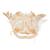Cabeça de siluro (Silurus glanis), preparado, 1020965 [T30030], Peixes (Small)