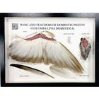 Pigeon Wing and Feathers (Columba livia domestica), Specimen, 1021041 [T300331], Animal Models (Small)