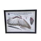 Satz &bdquo;Taubenfl&uuml;gel und -federn (Columba livia domestica)&ldquo;, Pr&auml;parat, 1021041 [T300331], Tiermodelle (Small)