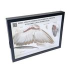 Pigeon Wing and Feathers (Columba livia domestica), Specimen, 1021041 [T300331], Animal Models (Small)