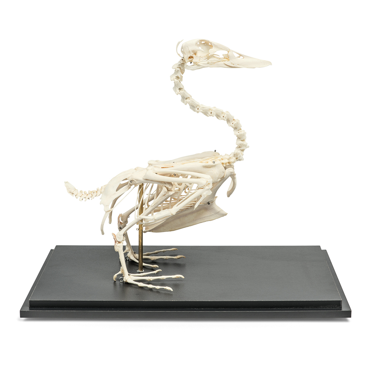 鸭骨骼-动物骨骼标本-河南恒之奇实业有限公司