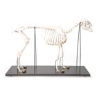 Esqueleto de oveja domêstica (Ovis aries), preparado, 1021024 [T300361f], Artiodáctilos (Artiodactyla)