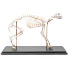 Cat Skeleton, flexibly mounted, 1020970 [T300391], Evcil