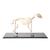Dog skeleton, M, flexibly mounted, 1020990 [T300401M], Evcil (Small)