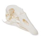 Goose Skull (Anser anser domesticus), Specimen, 1021035 [T30042], 조류