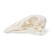 Goose Skull (Anser anser domesticus), Specimen, 1021035 [T30042], 口腔 (Small)