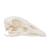 Crâne d'oie (Anser anser domesticus), modèle prêparê, 1021035 [T30042], Oiseaux (Small)