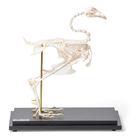 Pheasant skeleton (Phasianus colchicus), articulated, 1021030 [T300441], Veterinary