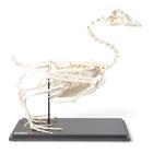 G&auml;nseskelett (Anser anser domesticus), Pr&auml;parat, 1021033 [T300451], Tiermodelle (Small)