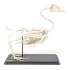 Goose Skeleton (Anser anser domesticus), Specimen, 1021033 [T300451], Birds