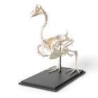Goose Skeleton (Anser anser domesticus), Specimen, 1021033 [T300451], Animal Models (Small)