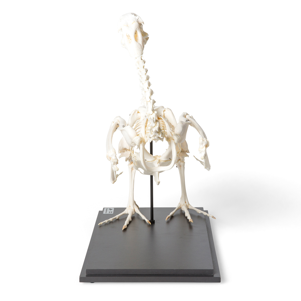 Goose Skeleton (Anser anser domesticus), Specimen | 1021033 | T300451 ...