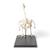 Esqueleto de ganso (Anser anser domesticus), preparado, 1021033 [T300451], Ornitología (aves) (Small)