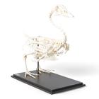 Goose Skeleton (Anser anser domesticus), Specimen, 1021033 [T300451], Animal Models (Small)