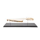 Squelette de silure glane (Silurus glanis), modèle prêparê, 1020964 [T300461], Poissons